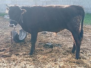 продаю бычка: Продаю | Бык (самец) | На откорм | Привязанные — 5