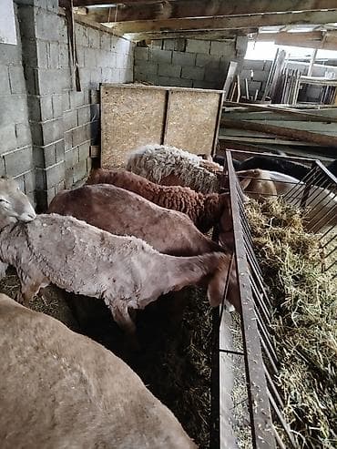 чон: Сатам | Ургаачы кой (ургаачы) | Аргын | Көбөйтүү үчүн | Асыл тукумдуу — 7