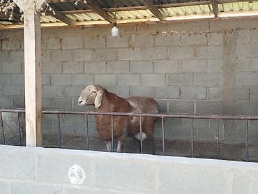 Услуги ветеринара: Продаю | Баран (самец) | Для разведения | Племенные — 3