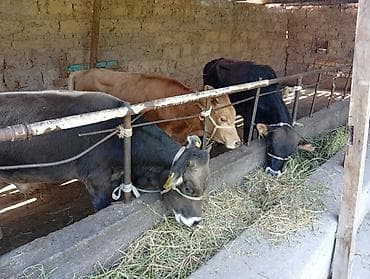 купить карова: Продаю | Бык (самец) | Швицкая | На откорм — 8