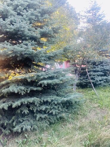 сдаю дом в военно антоновке: Дом, 40 м², 2 комнаты, Собственник, Старый ремонт — 16