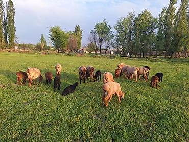 семис бука: Продаю | Овца (самка) | Для разведения — 3