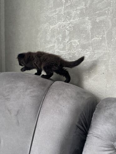 сколько стоят вислоухие кошки: Шотландские котята с вислыми ушками (fold). На фото — два малыша: - — 4