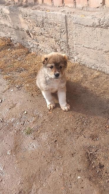 собаки карабалта: Алабай, 1 айлык, Эркек — 3