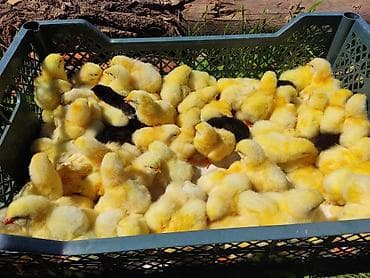 бенгальские кошки бишкек: Продаю | Цыплята | На забой, Несушки — 2