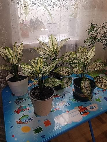 Аглаонема пестролистная (Aglaonema) — декоративно-лиственное комнатное — 1