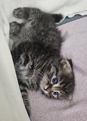 Мышыктар: Ищем дом девочке с пушистой табby-шерстью и ярко‑голубыми глазами — 3