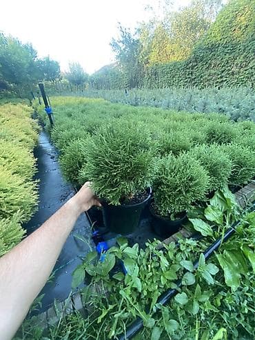 туя ош: 🌿 Шаровидные туи в наличии! 🌿 Добавьте вашему участку аккуратный и — 2