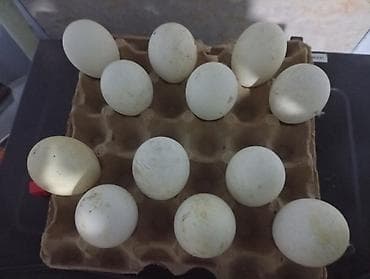 Гусиные яйца - Натуральные яйца от домашних гусей, свободный выгул на