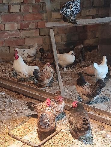 индюки бронза: Продаю | Куры | Для разведения — 2