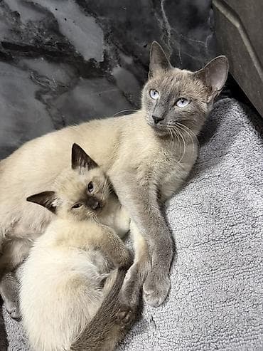 Сиамская, 2 месяца, Мальчик, Приучена к лотку — 4
