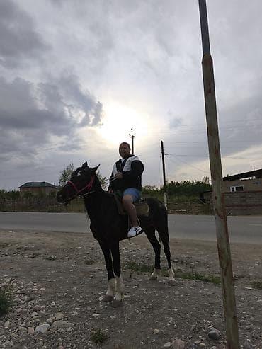 жылкы баасы: Сатам | Бээ (ургаачы), Жылкы (эркек) | Аргын | Союуга, Көбөйтүү үчүн, Ат спорту | Асыл тукумдуу, Жасалма жол менен боозутуу — 2