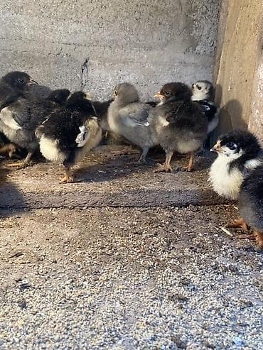 яйцо несушки: Продаю | Цыплята | Для разведения — 4