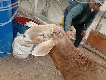 ара: Сатам | Кочкор (эркек) | Арашан | Көбөйтүү үчүн | Жасалма жол менен боозутуу — 2