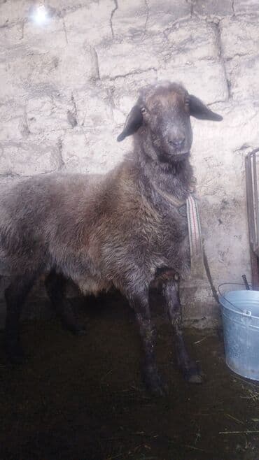 уй са: ( Овца ) — 1