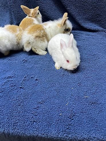 кролик: Миниатюрные декоративные кролики (разноцветные) - Окрас: бело-рыжий — 9