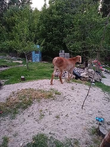 Продаю | Баран (самец) | Эдильбаевская | Для разведения | Племенные — 8