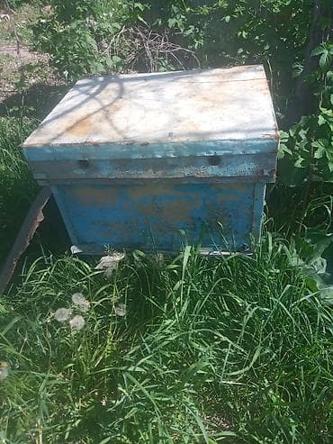заказ рыбы: В связи закрытием пасеки продам рамки дадан, рут, улья и другое — 1