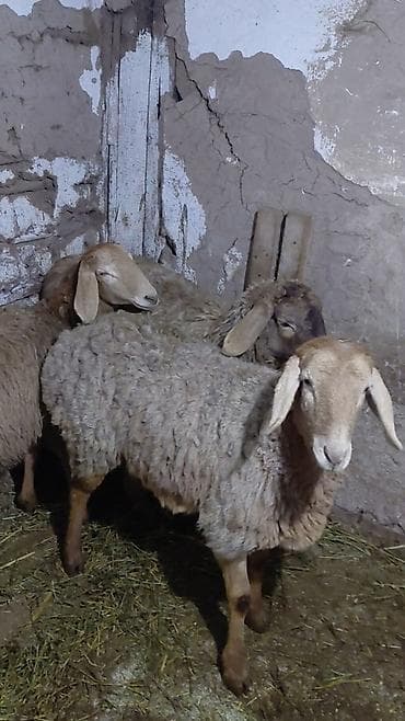 карова кара балта: Продаю | Овца (самка), Ягненок | Арашан | Для разведения — 4