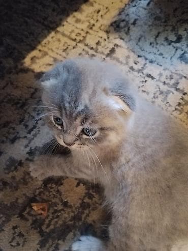 где купить кошку: Шотландский вислоухий котёнок (Scottish Fold) - Окрас: серебристый — 4