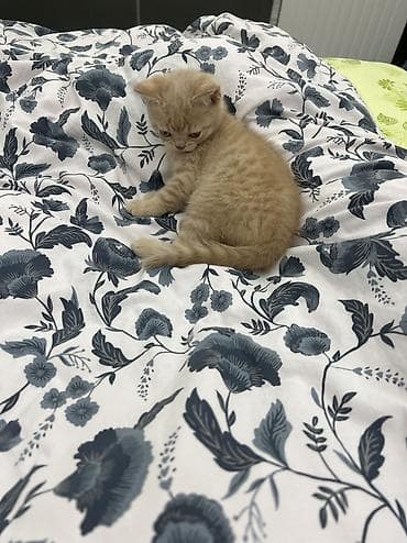 котята вислоухие купить: Британская короткошёрстная, 2 месяца, Мальчик, Рыжий, Приучена к лотку — 6