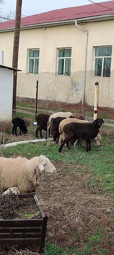 парода бука: Продаю | Овца (самка) | Полукровка | Для разведения | Матка — 4