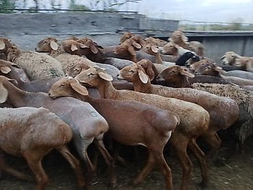 ош ат: Продаю | Овца (самка) | Полукровка, Арашан — 1