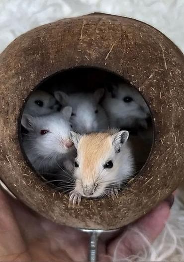 песчанки: Продаются РУЧНЫЕ песчанки. От них НЕТ ЗАПАХА, как от хомячков и крыс — 1