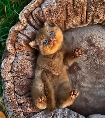 Үй жаныбарлары: Британ кыска жүндүү, 2 айлык, Эркек, Көгүлтүр — 4