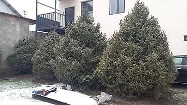 Садовая мебель: Ель голубая (Picea pungens), взрослое сформированное дерево для — 7