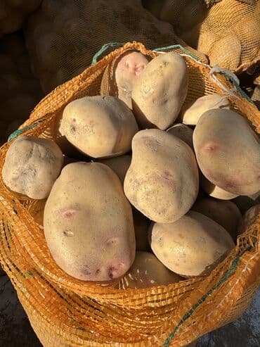 лук цена бишкек: Картошка Пикассо, Оптом — 4