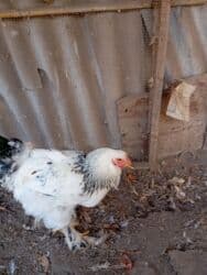 сколько стоит бульдог: Петухи брама 5 месячные в Канте,крупные на племя — 6