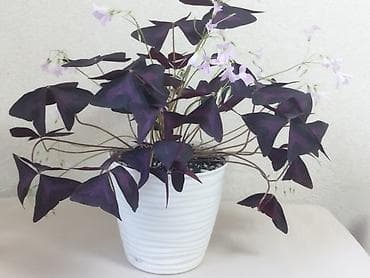 Оксалис треугольный (Oxalis triangularis), «фиолетовый клевер» в