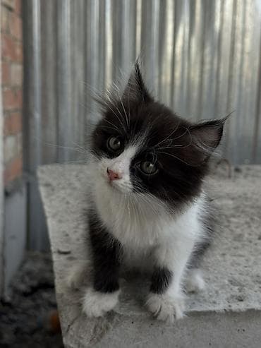 scottish fold: Очаровательный черно-белый котёнок с пушистой шерсткой и — 3