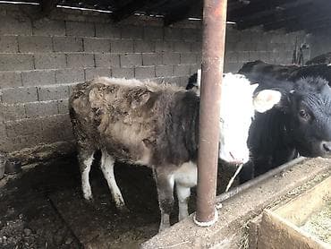 куплю теленок: Продаю | Музоо, торпок | Алатауская | На откорм, Для разведения | Искусственник — 1