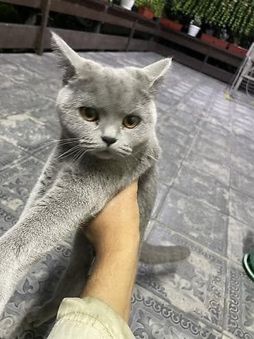 Үй жаныбарлары: Британ кыска жүндүү, 6 айлык, Ургаачы, Көгүлтүр, Лотокко барууга үйрөтүлгөн — 1