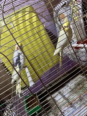 Срочно ‼️ Парочкасы менен попугай 🦜 сатылат. Сеткасы домигин кошуп at lalafo.kg Срочно ‼️ Парочкасы менен попугай 🦜 сатылат. Сеткасы домигин кошуп