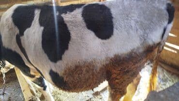 продаю дойных коров: Продаю | Корова (самка), Бык (самец) | Голштин | Для разведения | Привязанные — 3