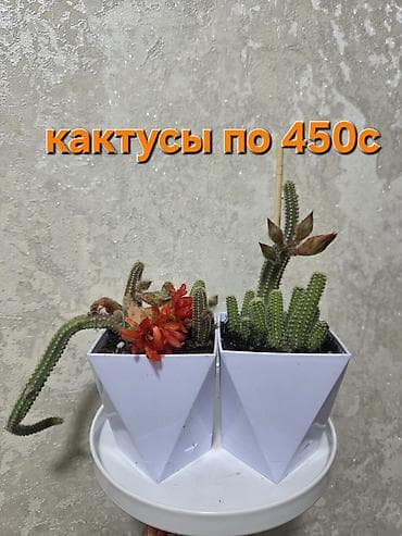 Кактустар: Композиция из кактусов в декоративном керамическом кашпо-ламe. Что — 7
