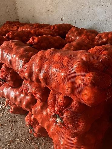 синий лук: Лук Оптом — 1