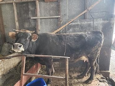 Продаю | Корова (самка) | Для разведения | Привязанные