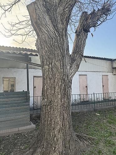 сколько стоят орехи: Дерево ореха — 3