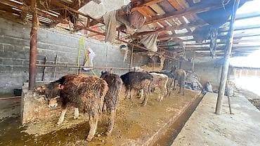 собаки малинуа: Продаю | Музоо, торпок | Полукровка | На откорм | Привязанные — 2