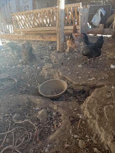 курцхаар цена в бишкеке: Сатылат — 1