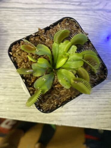 мухоловка растение: Продаю венерину мухоловку Полив когда подсохнет грунт тогда и полит — 1