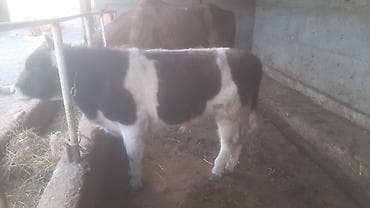 куплю собаку чихуахуа: Продаю | Бык (самец) | На откорм | Привязанные — 1