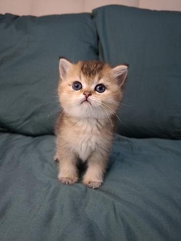 🐾 Открыто бронирование котят шотландской породы 🐾 Предлагаются к