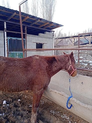 уй сатылат бишкек 2022: Сатам | Жылкы (эркек) | Жумушка — 4