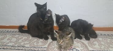котенок шиншилла купить: Котята домашние, помёт из нескольких малышей. Окрас: преимущественно — 3