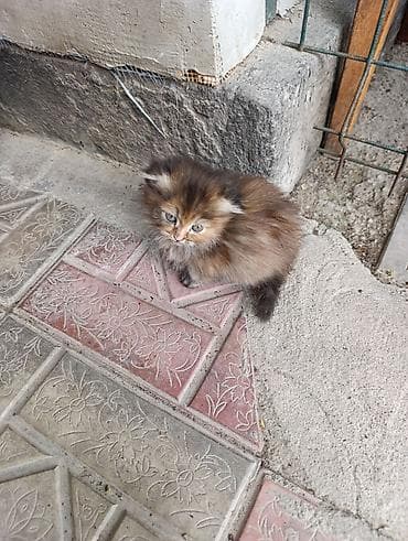 Кошка даром: Беспородная, 2 месяца, Мальчик, Приучена к лотку